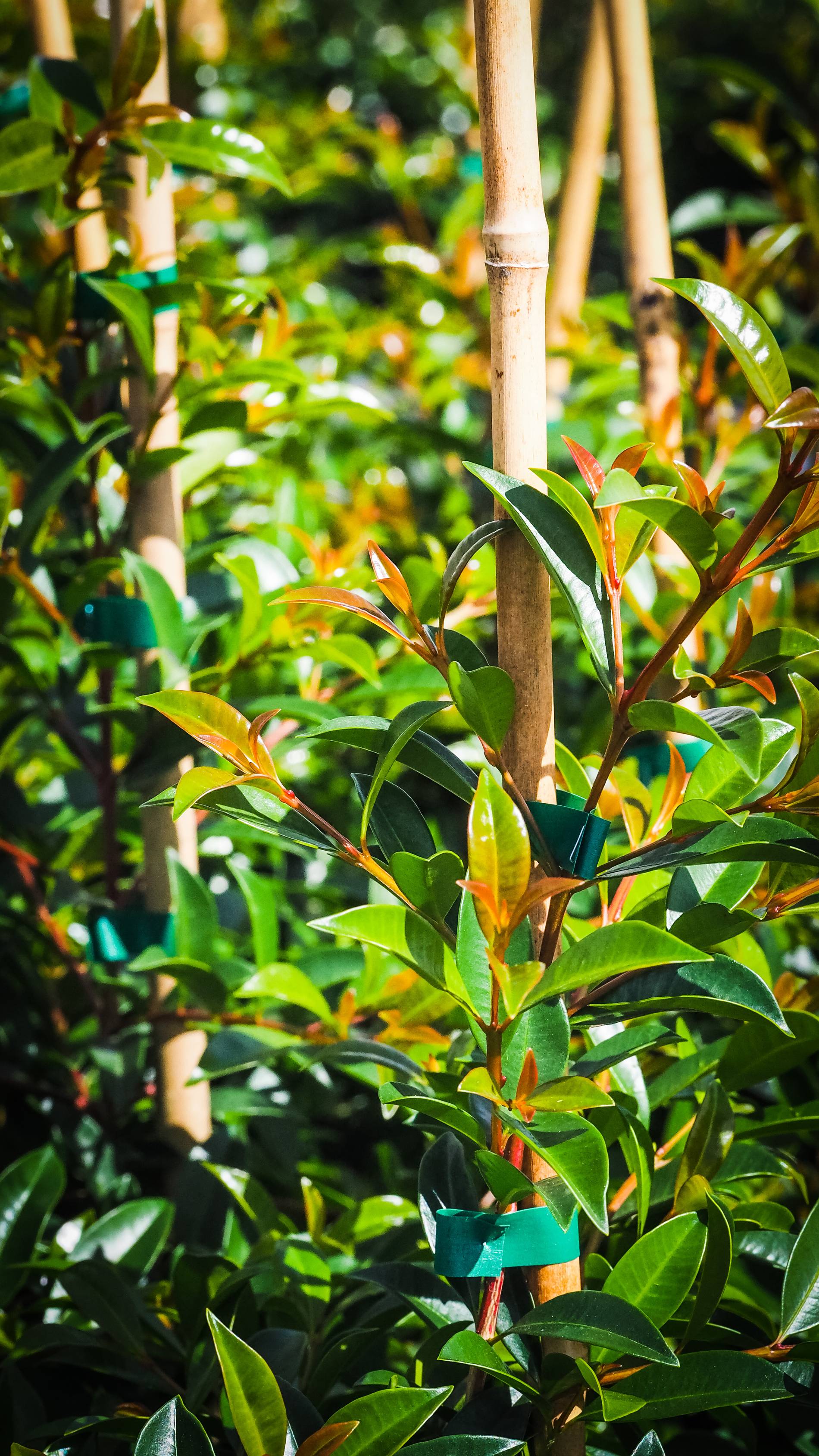 A tagged tree in the row