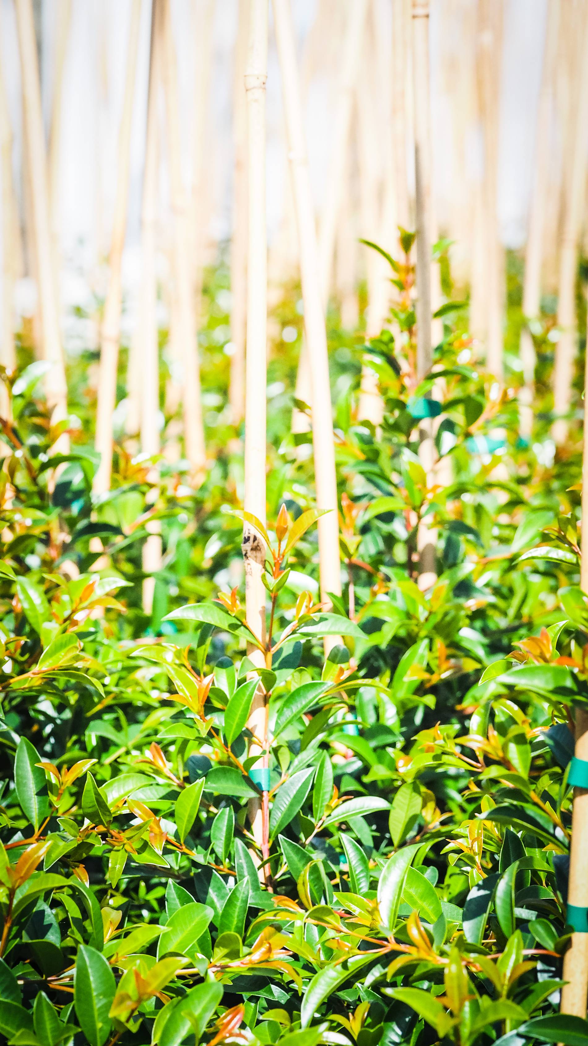 Trees in the row at The Tree Co. Farm