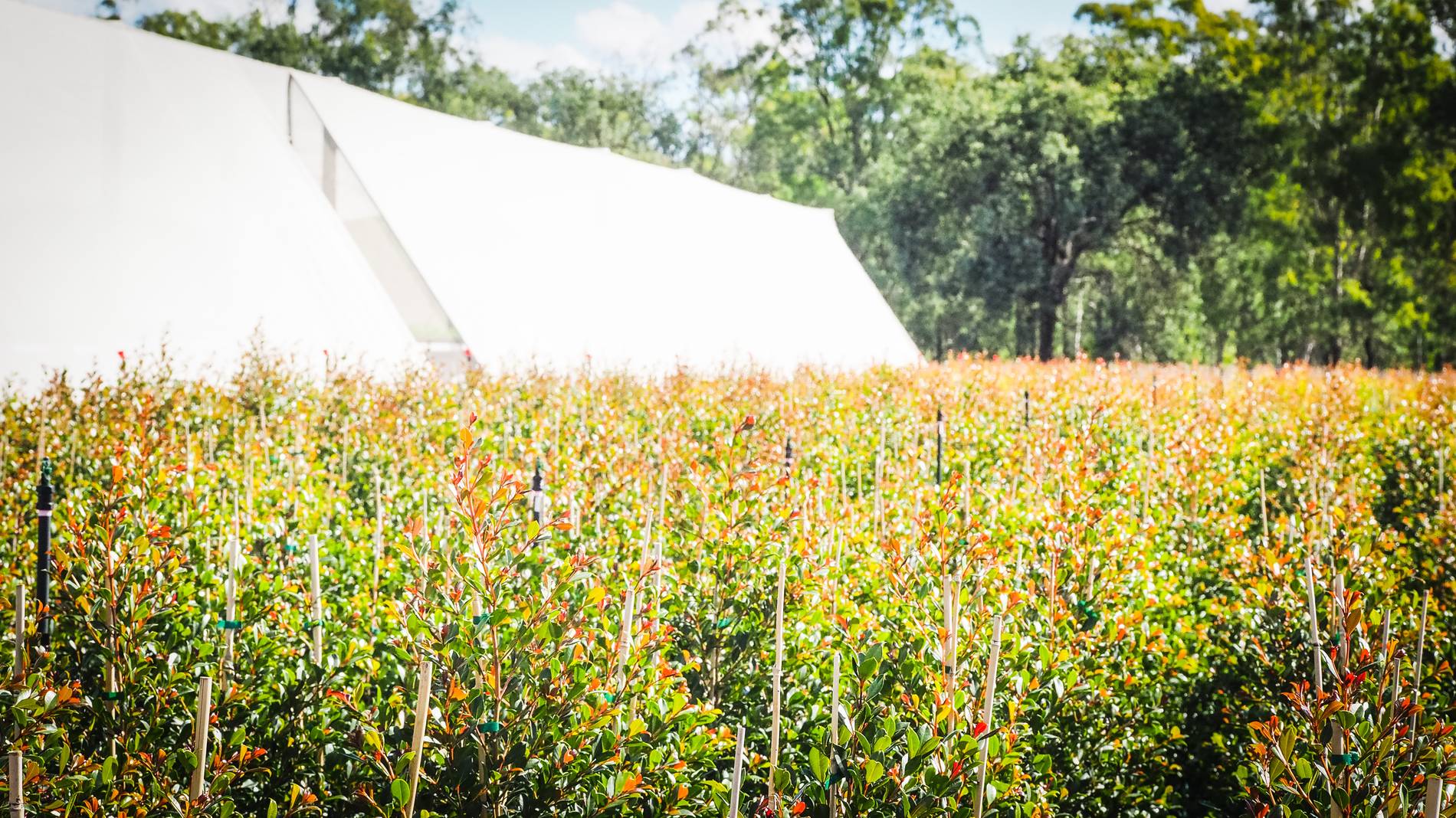 Young trees in the rows