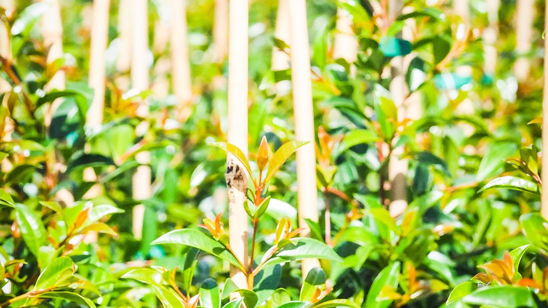 Trees in the row